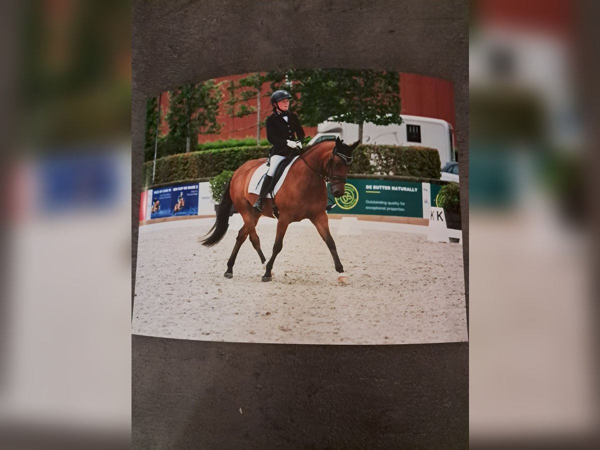Belgian Riding Pony Gelding 7 years 14,1 hh Brown in Zoerle-Parwijs