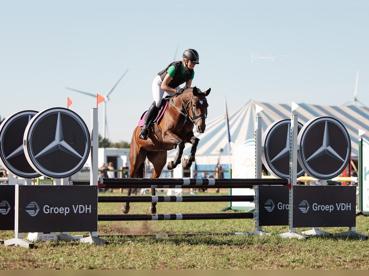Belgian Riding Pony Mare 10 years 14,1 hh Brown in Turnhout