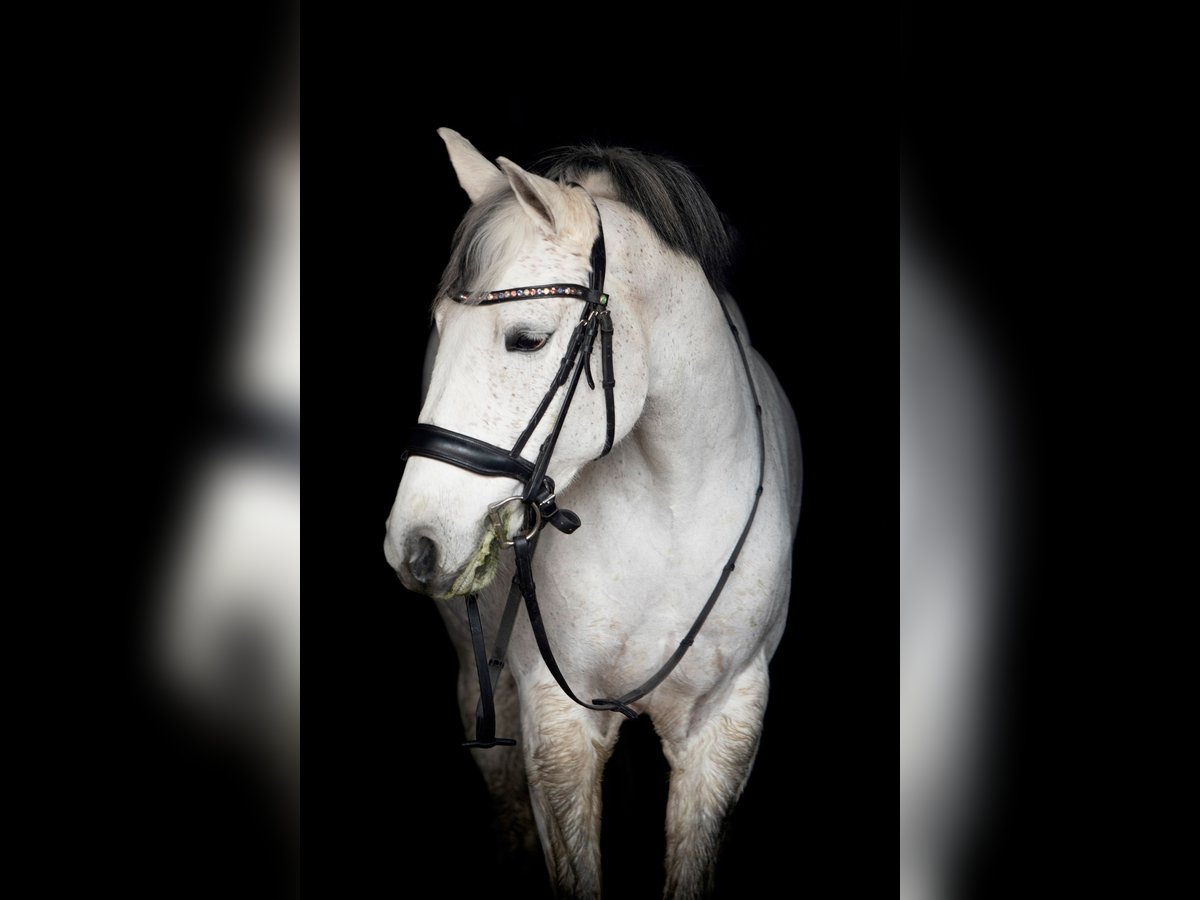 Belgian Riding Pony Mare 11 years 14,2 hh Gray in Lovendegem