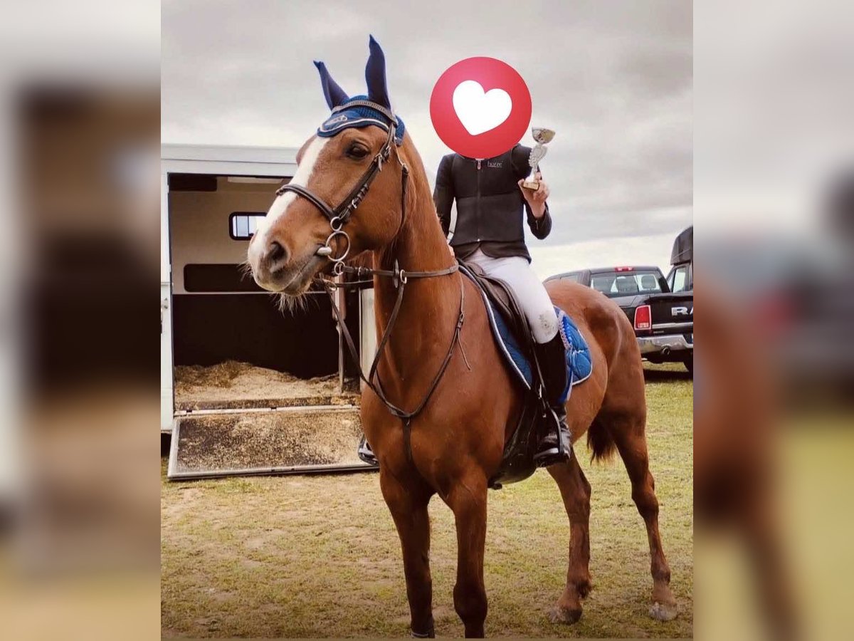 Belgian Riding Pony Mare 12 years 14,2 hh Chestnut-Red in chemin sauterre