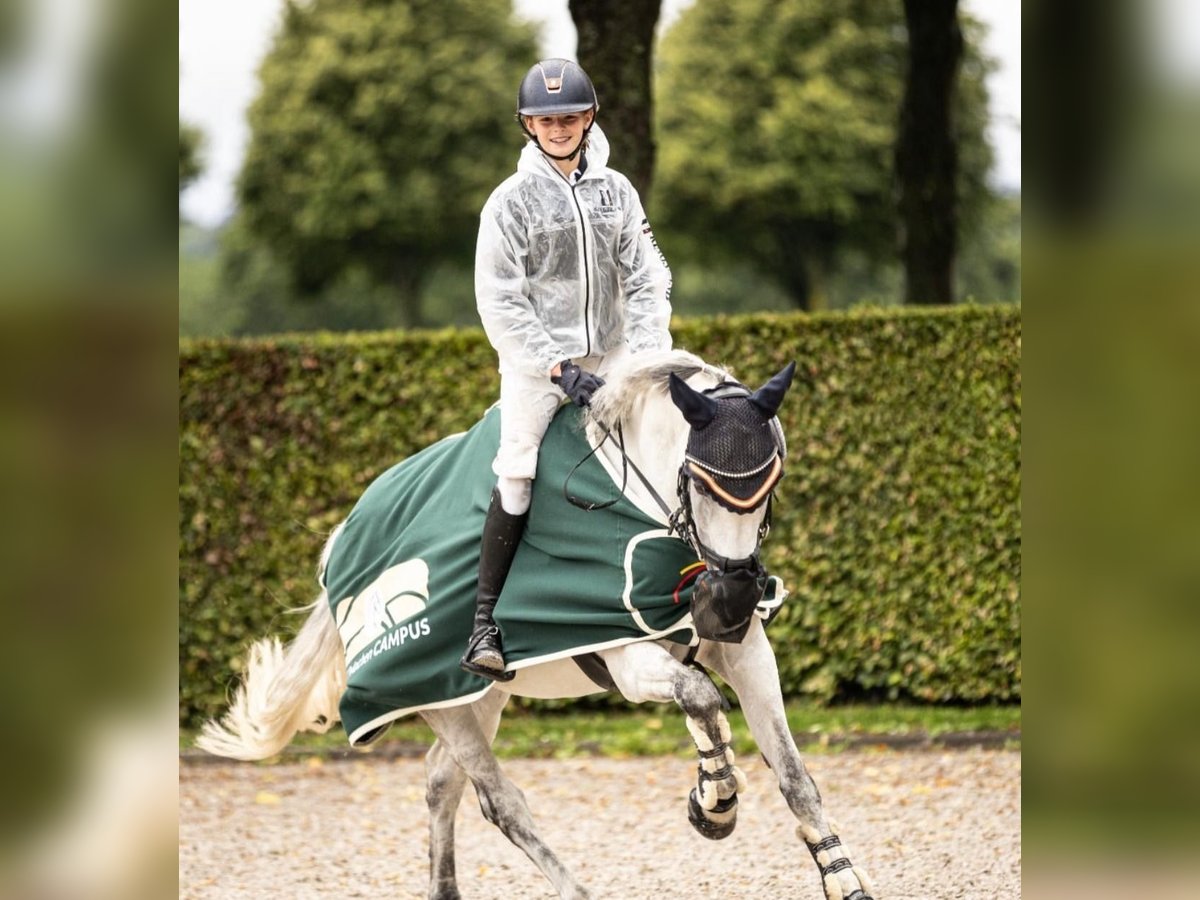 Belgian Riding Pony Mare 14 years 14,1 hh Gray in Schwerte