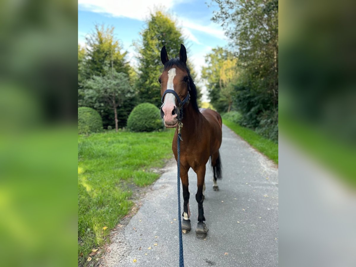 Belgian Riding Pony Mare 15 years 14,1 hh Brown in Paderborn