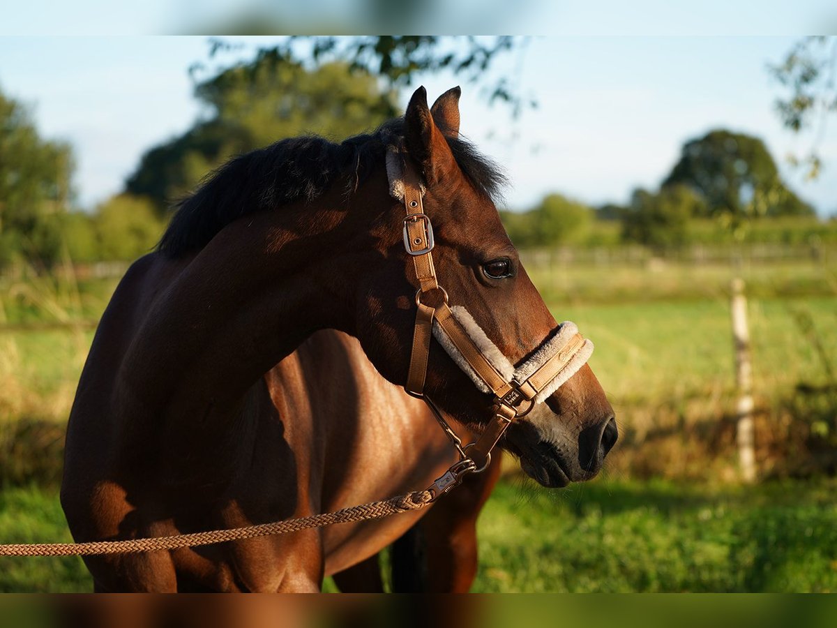 Belgian Riding Pony Mix Mare 16 years 14,3 hh Chestnut-Red in Hamminkeln