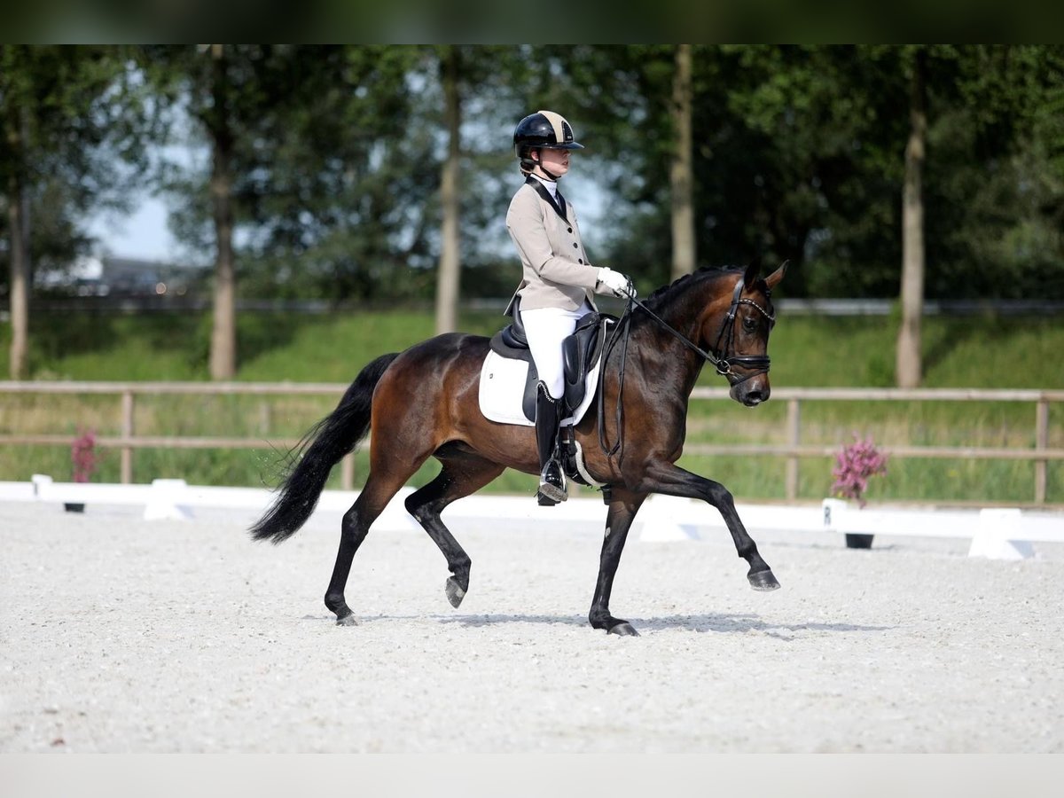 Belgian Riding Pony Mare 6 years 13,2 hh Bay-Dark in Goch