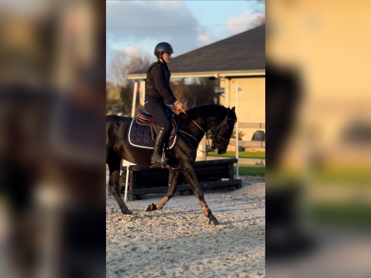 Belgian Riding Pony Mare 6 years 14,2 hh Black in Li&#xE8;ge