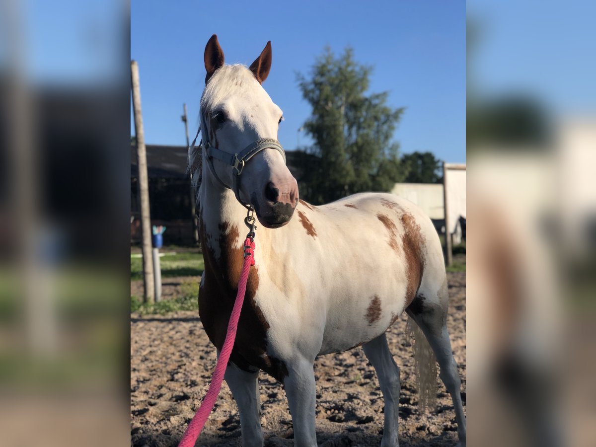 Belgian Riding Pony Mix Mare 8 years 13,1 hh Overo-all-colors in Achel