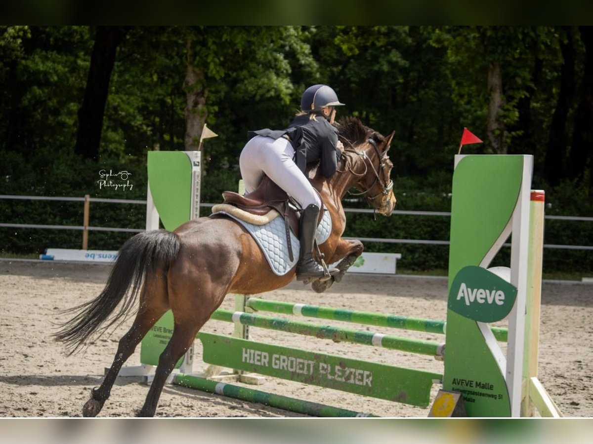 Belgian Riding Pony Mare 8 years 13,1 hh Brown in Westmalle