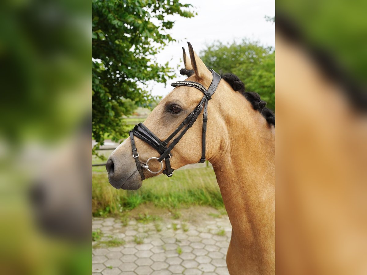 Belgian Riding Pony Mare 8 years 14,1 hh Buckskin in Buchholz in der Nordheide