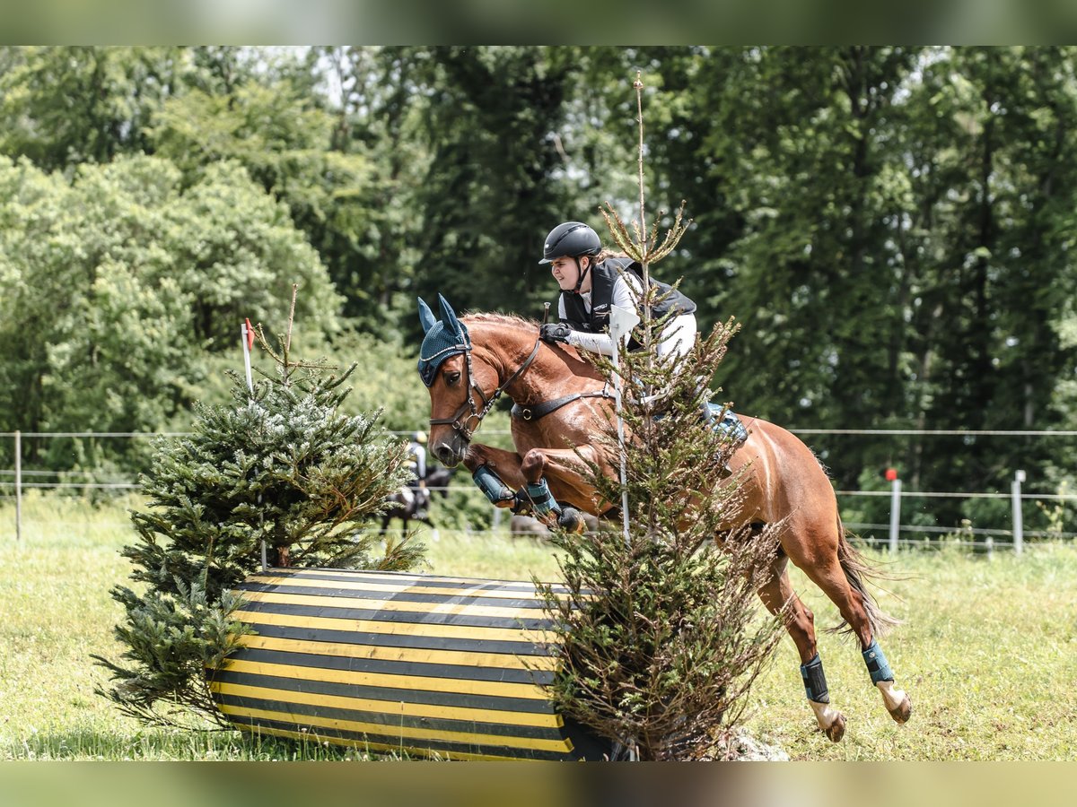 Belgian Riding Pony Mare 9 years 14,1 hh Chestnut-Red in Ilsfeld