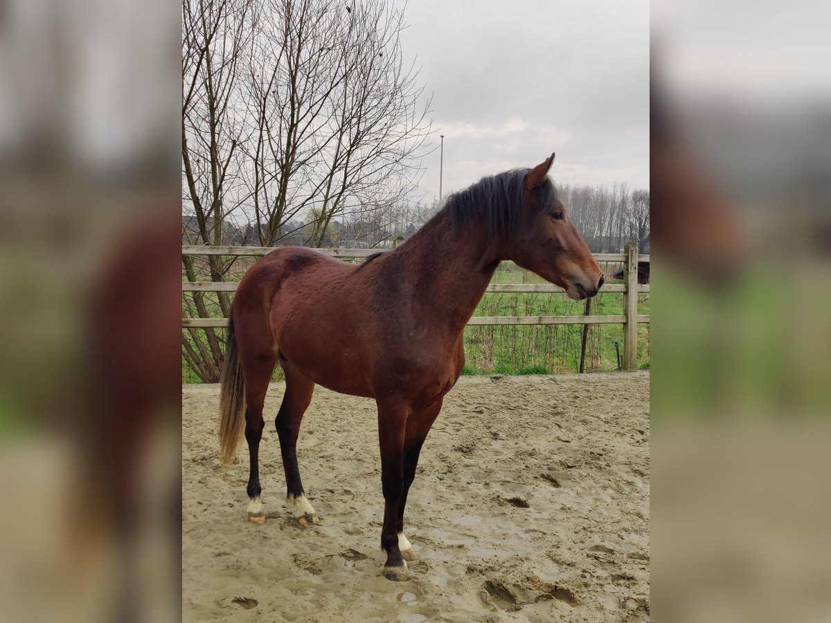 Belgian Riding Pony Stallion 2 years 14,1 hh Bay-Dark in Onze-Lieve-Vrouw-Waver