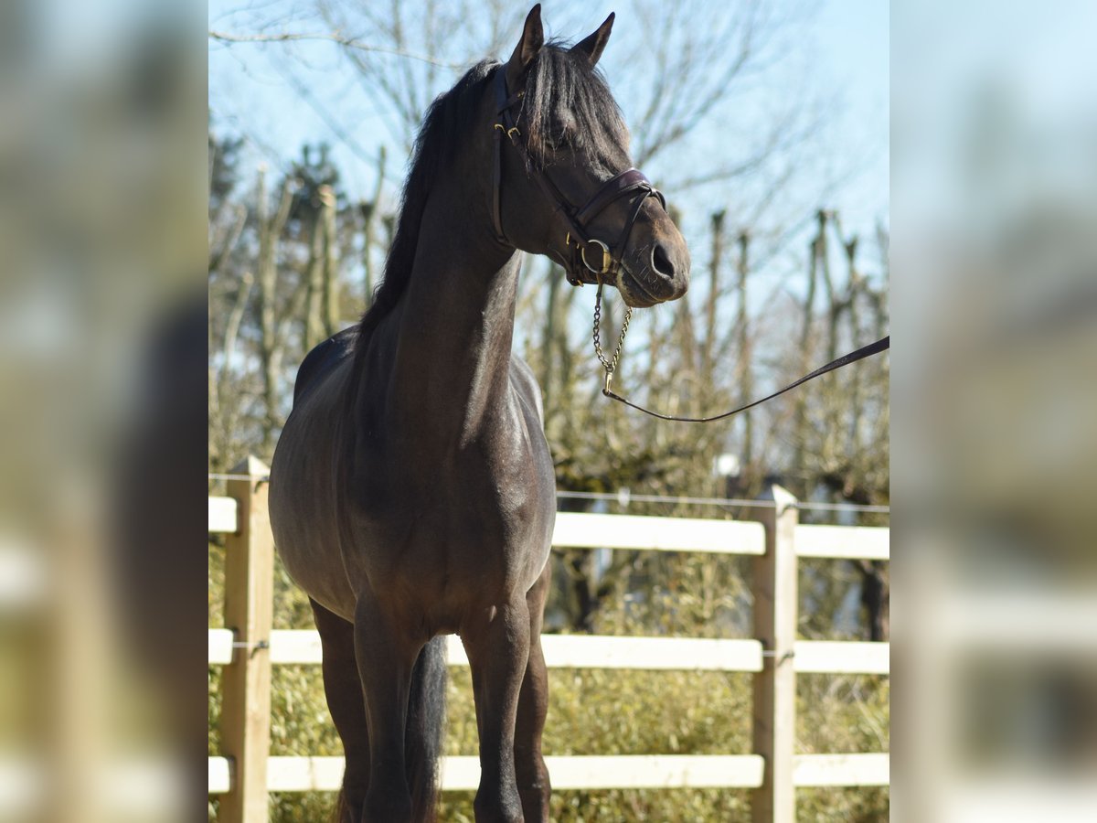 Belgian Riding Pony Stallion 3 years 14,1 hh Smoky-Black in Lier
