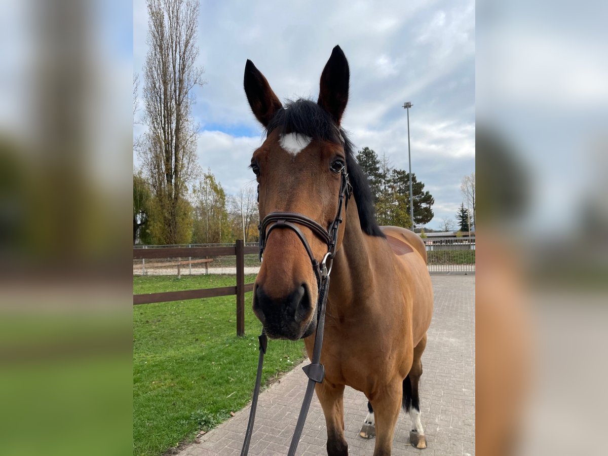 Belgian Sport Horse Gelding 10 years 16,2 hh Brown in Viernheim