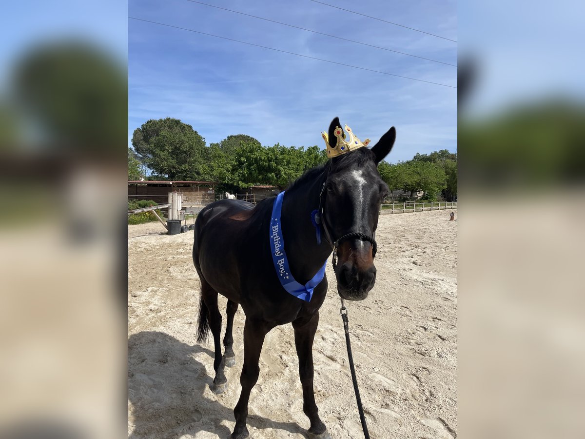 Belgian Sport Horse Gelding 10 years 17 hh Smoky-Black in Roquebrune-sur-Argens