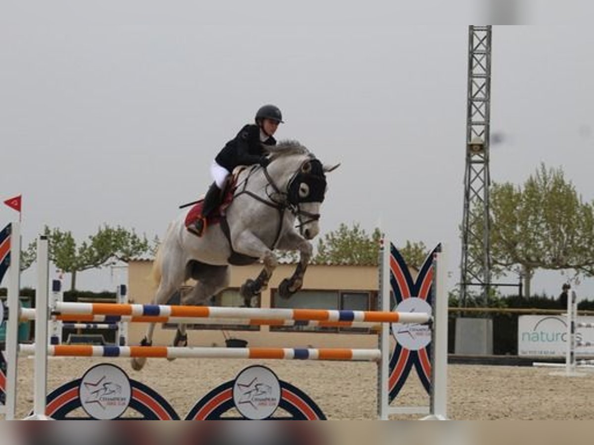 Belgian Sport Horse Gelding 12 years 16,1 hh Gray-Fleabitten in Barcelona