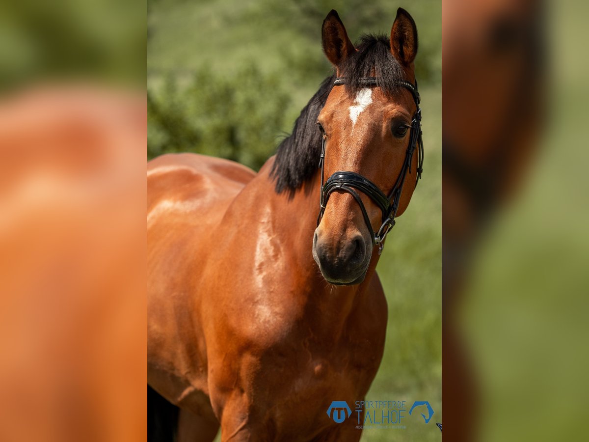 Belgian Sport Horse Gelding 12 years 16,2 hh Brown in Korntal-Münchingen