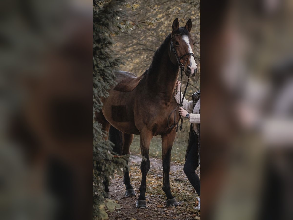 Belgian Sport Horse Gelding 12 years 16,3 hh Brown in M&#xFC;nchen