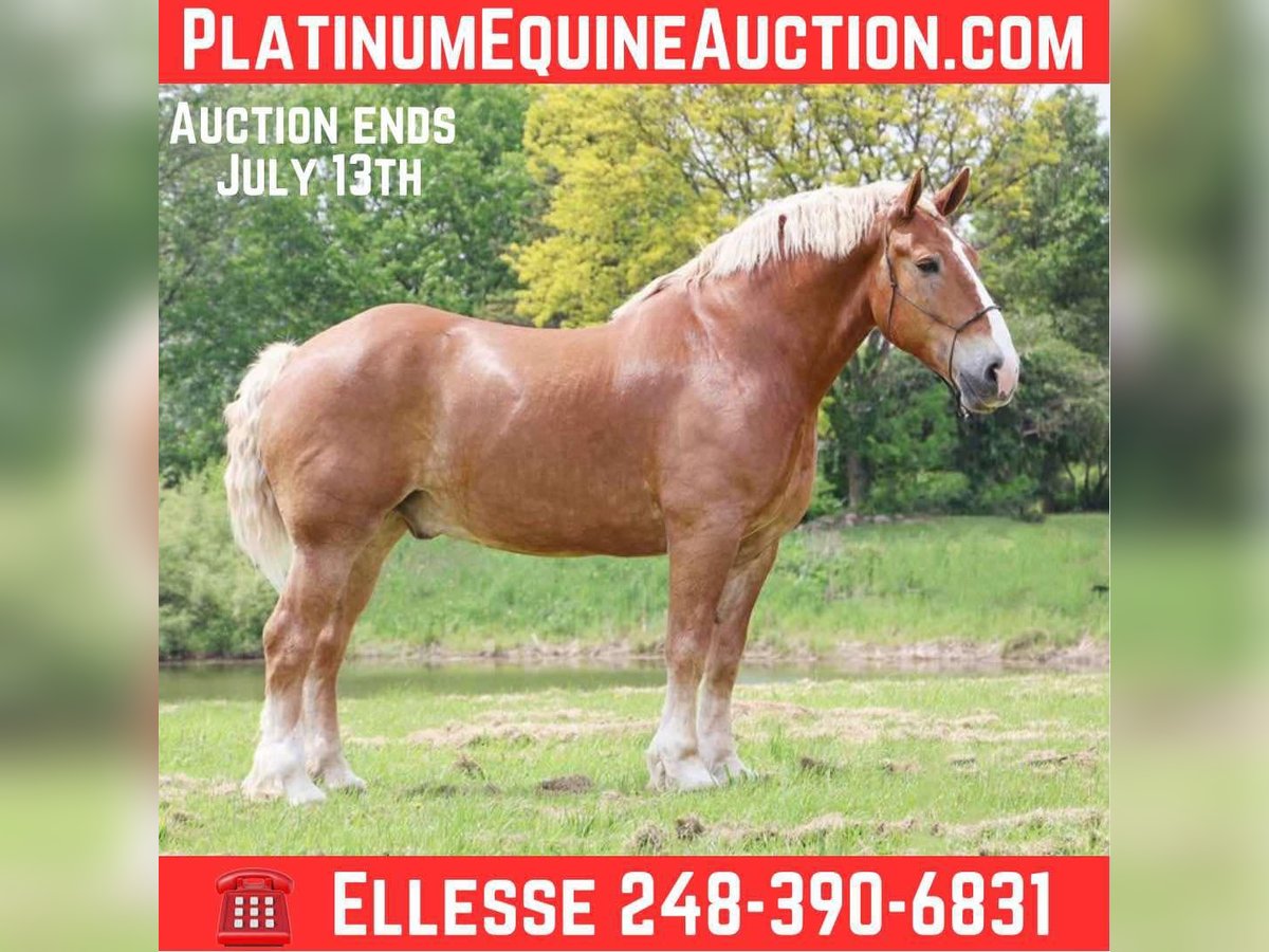 Belgian Sport Horse Gelding 12 years Sorrel in Howell, MI