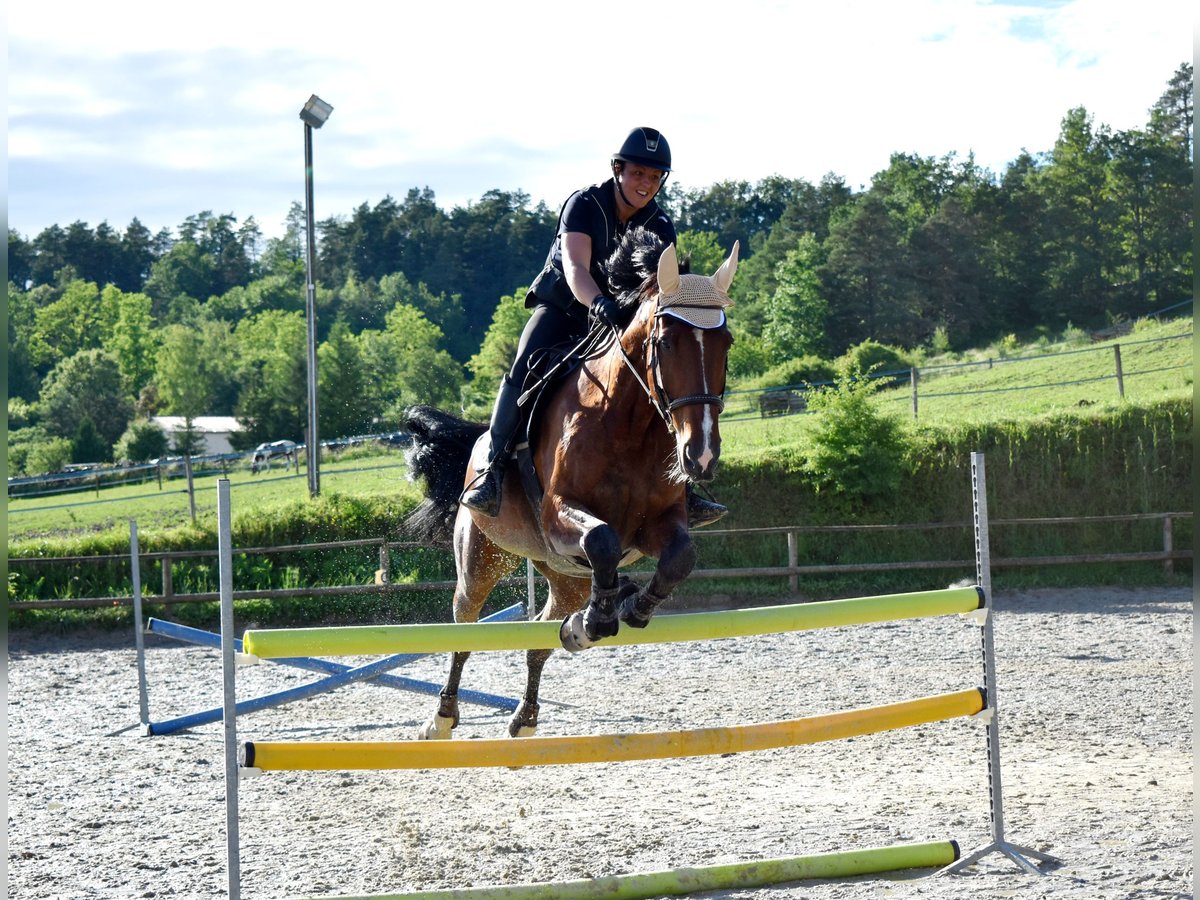 Belgian Sport Horse Gelding 14 years 17,3 hh Brown in Cunfin