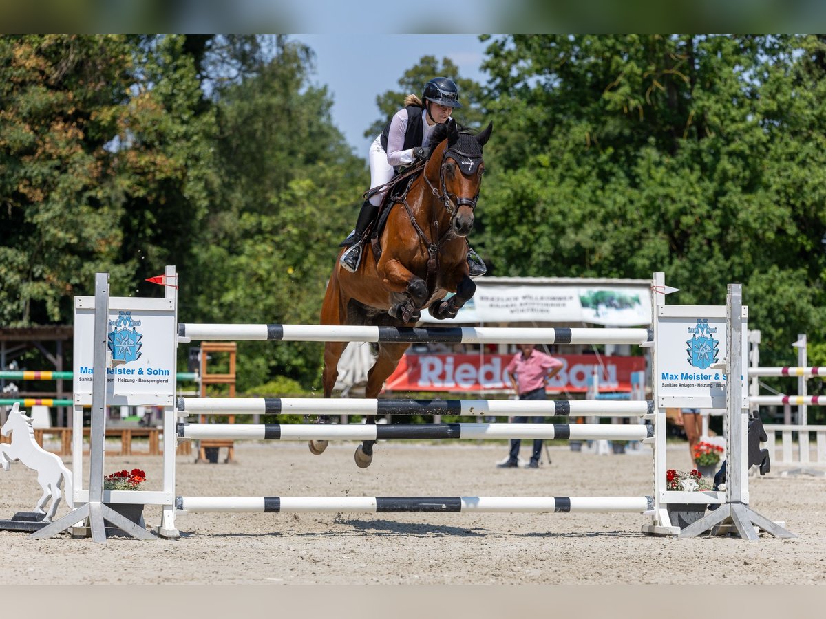 Belgian Sport Horse Gelding 16 years 16,2 hh Bay-Dark in Schlitz