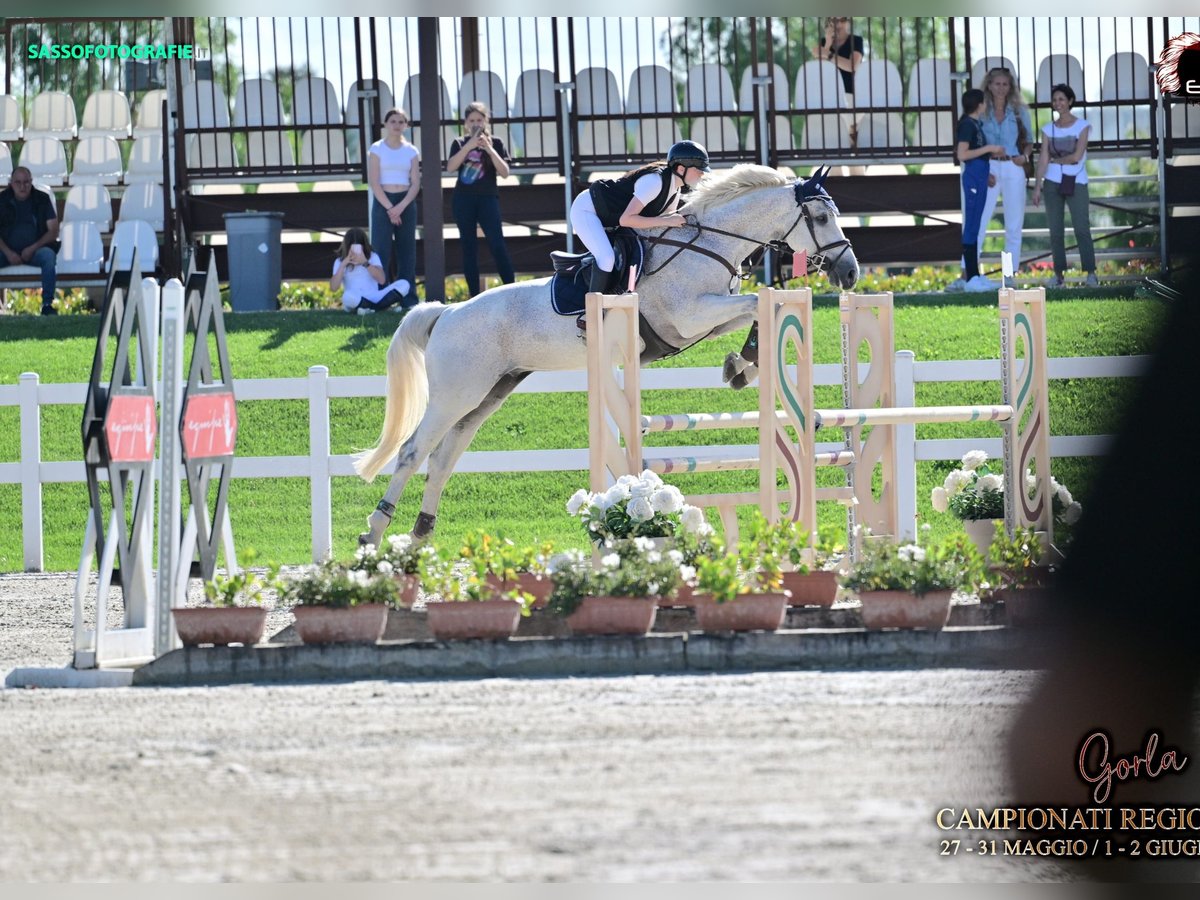 Belgian Sport Horse Gelding 16 years 16,2 hh Gray-Fleabitten in Luisago