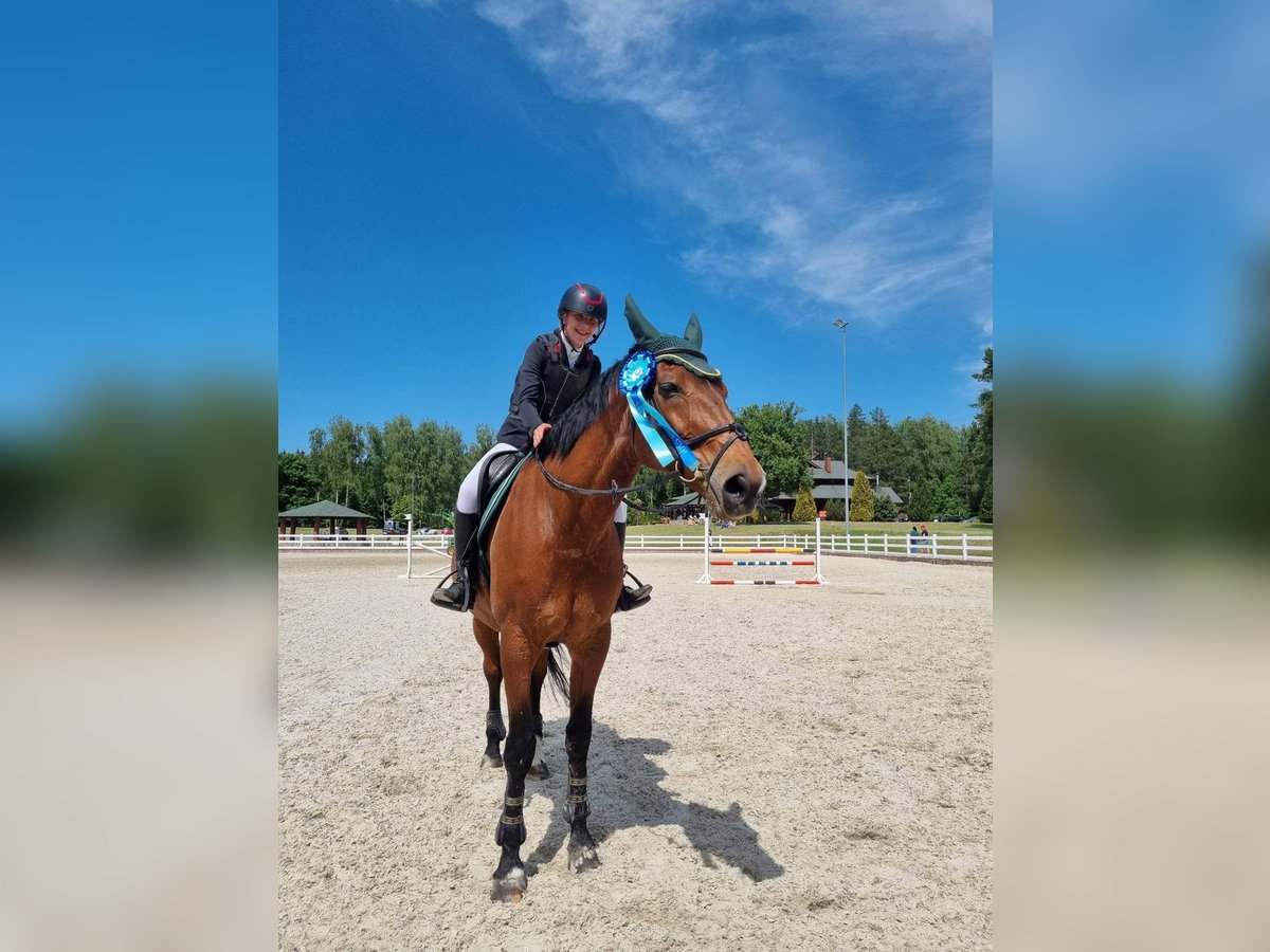 Belgian Sport Horse Mix Gelding 16 years 16 hh Chestnut in Kaunas