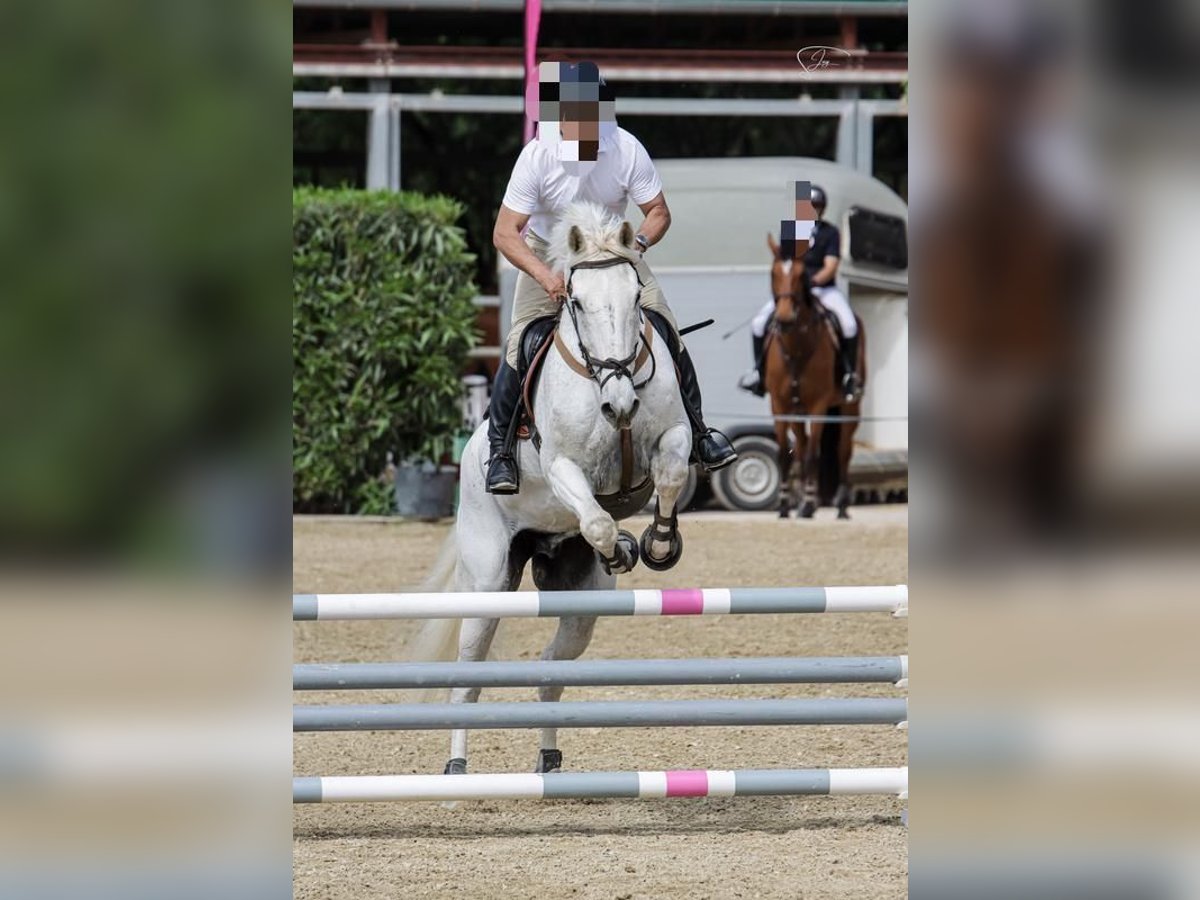 Belgian Sport Horse Gelding 23 years in Palma De Mallorca