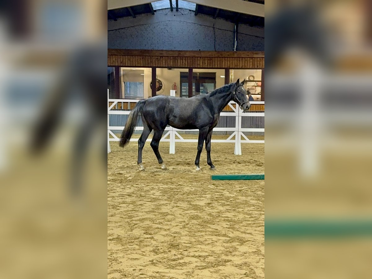 Belgian Sport Horse Gelding 2 years 17 hh Can be white in Gestel Berlaar.