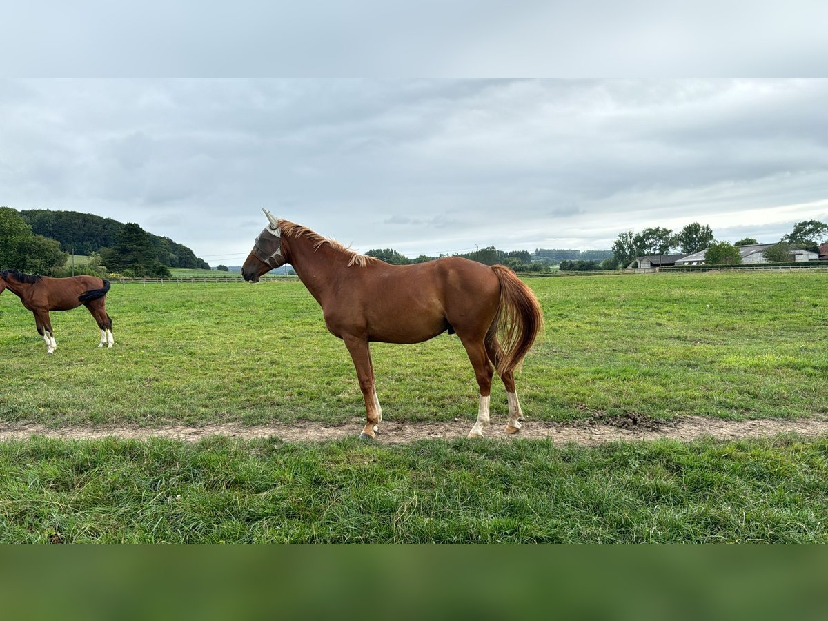 Belgian Sport Horse Gelding 3 years 16 hh Chestnut-Red in Oudenaarde