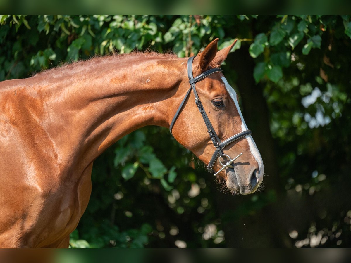 Belgian Sport Horse Gelding 3 years 17 hh Chestnut-Red in GROTE-BROGEL