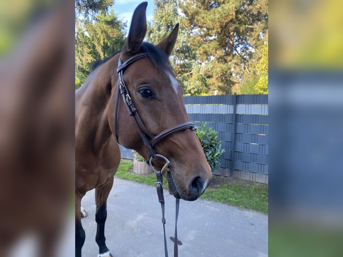 Belgian Sport Horse Gelding 4 years 16,2 hh Brown in Bornheim