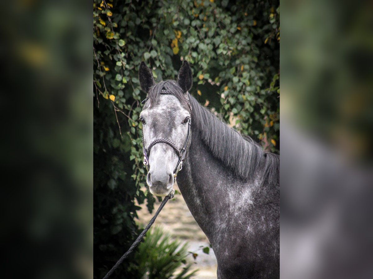 Belgian Sport Horse Gelding 4 years 16,2 hh Gray-Dark-Tan in Merdrignac