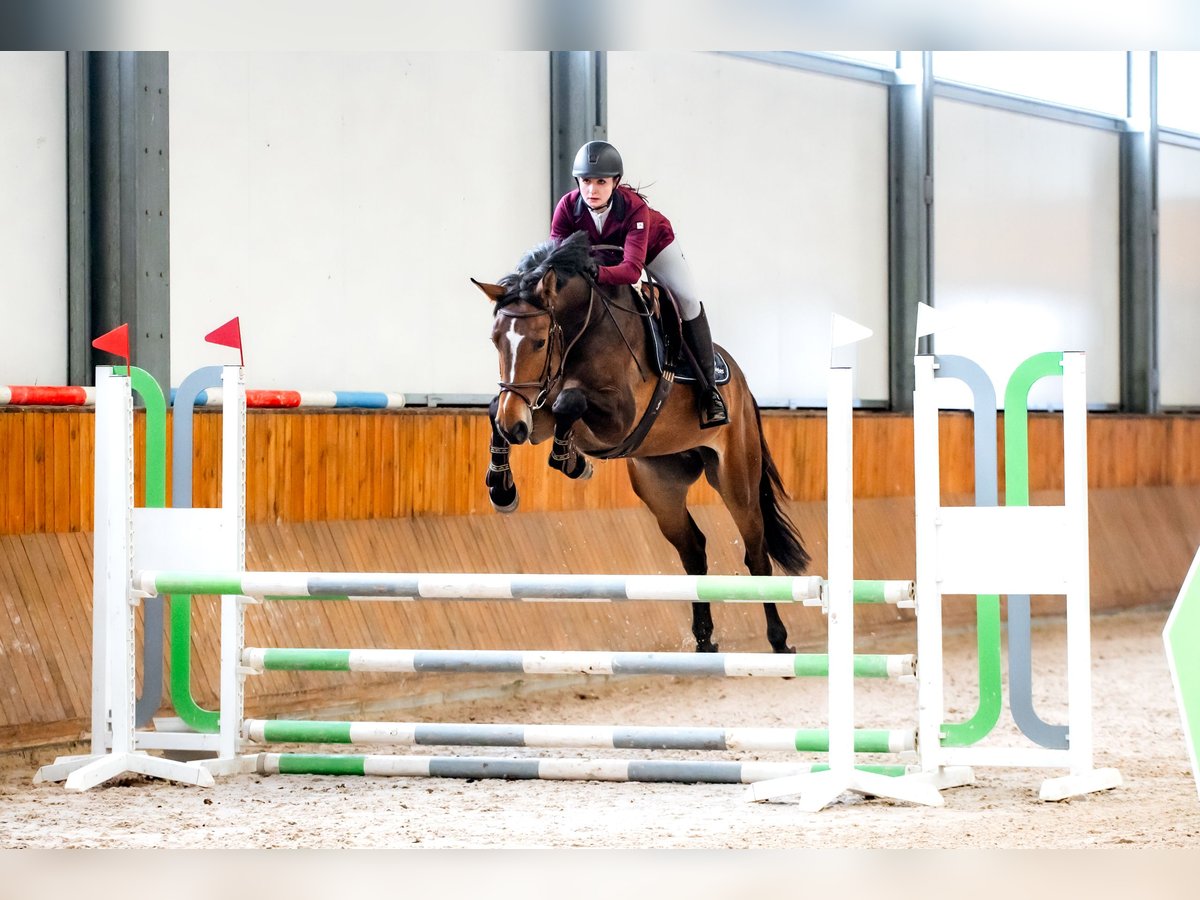 Belgian Sport Horse Gelding 4 years 16 hh Bay in Wodzisław Śląski