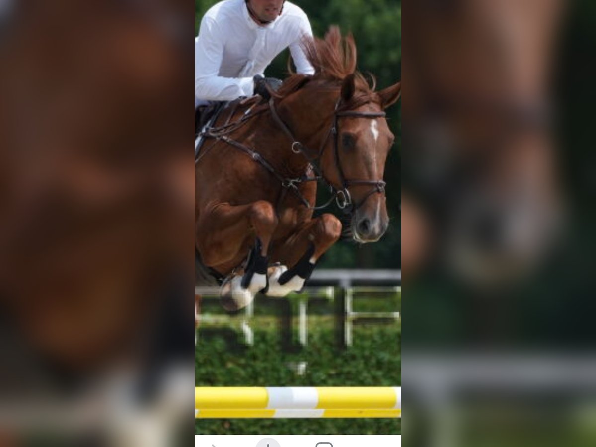 Belgian Sport Horse Gelding 5 years 16,2 hh Chestnut-Red in Mons