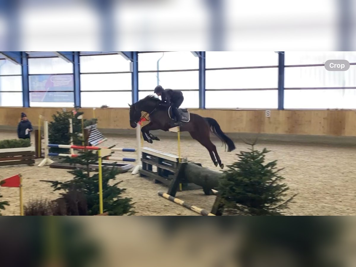 Belgian Sport Horse Gelding 5 years 16 hh Brown in Lohe-Föhrden