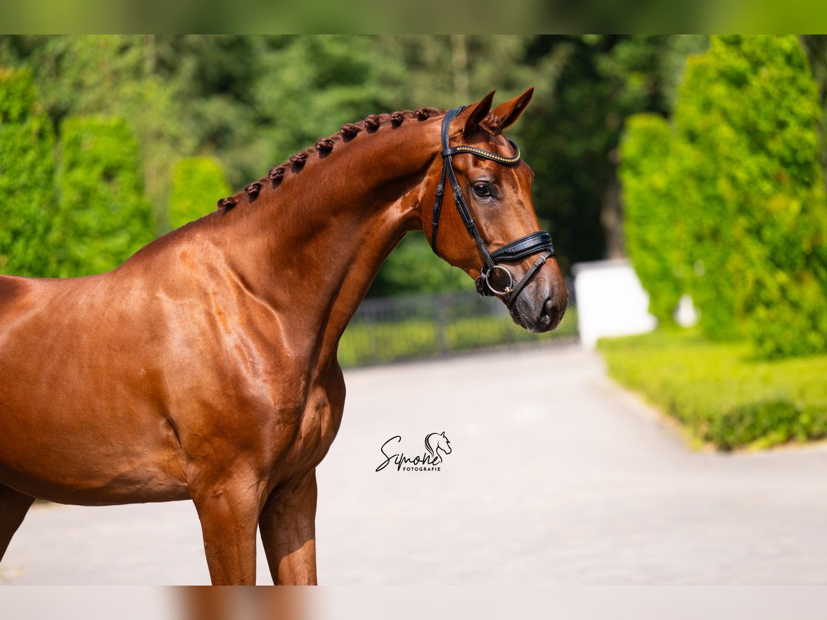 Belgian Sport Horse Gelding 5 years 17 hh Chestnut in Mol