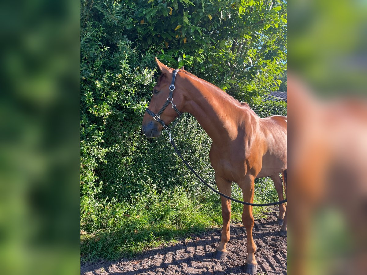 Belgian Sport Horse Gelding 5 years 17 hh Chestnut-Red in Mettmann