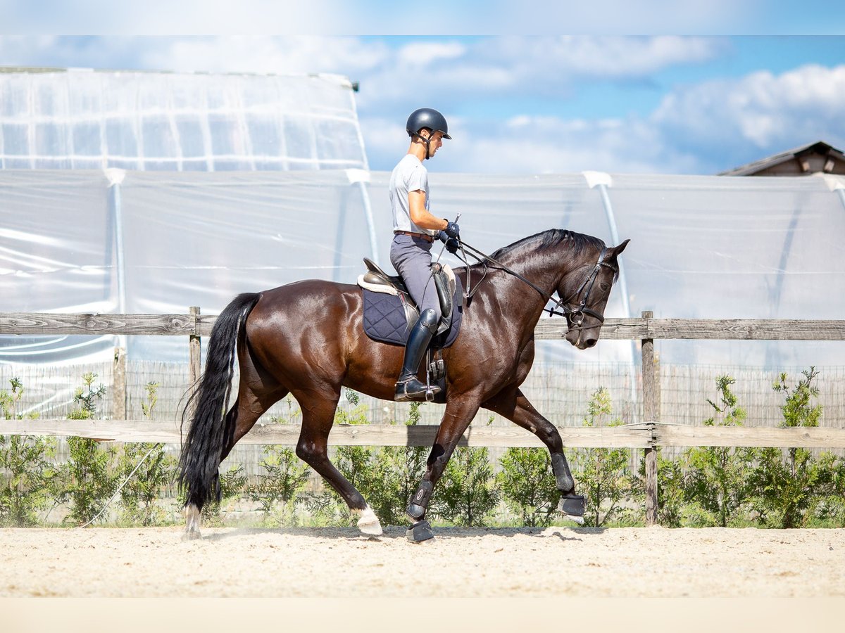 Belgian Sport Horse Gelding 5 years 17,1 hh Smoky-Black in Pelt
