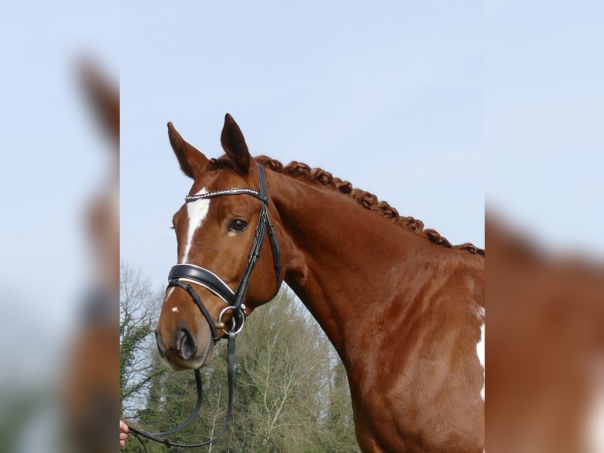 Belgian Sport Horse Gelding 6 years 16,1 hh Chestnut-Red in Kempen