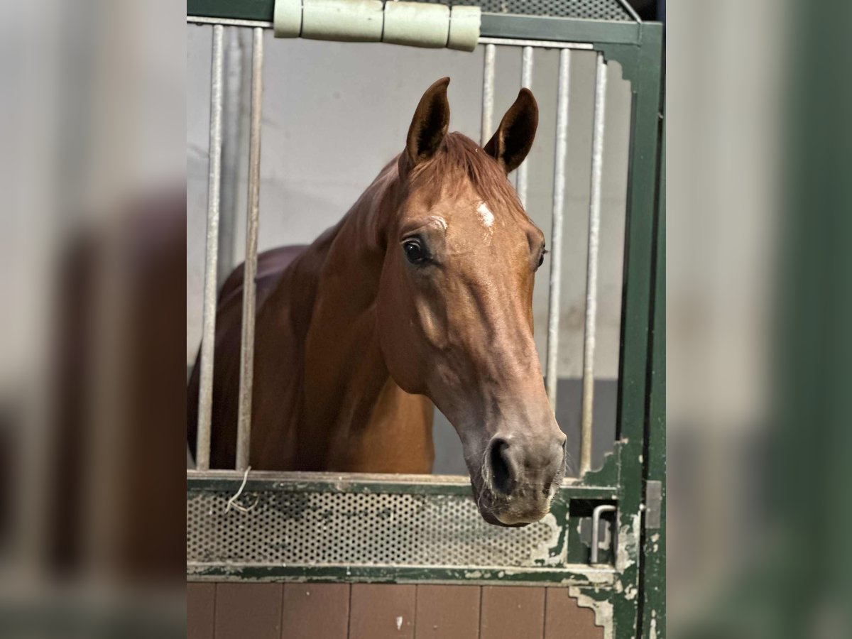 Belgian Sport Horse Gelding 6 years 17 hh Chestnut-Red in Zutendaal