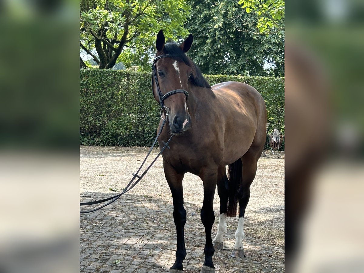 Belgian Sport Horse Gelding 7 years 16,1 hh Brown in Neerglabbeek