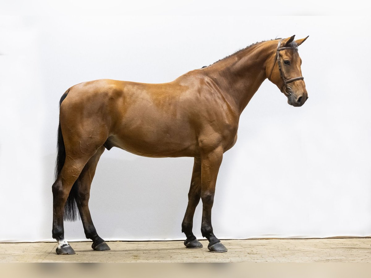 Belgian Sport Horse Gelding 7 years 17,1 hh Brown in Waddinxveen