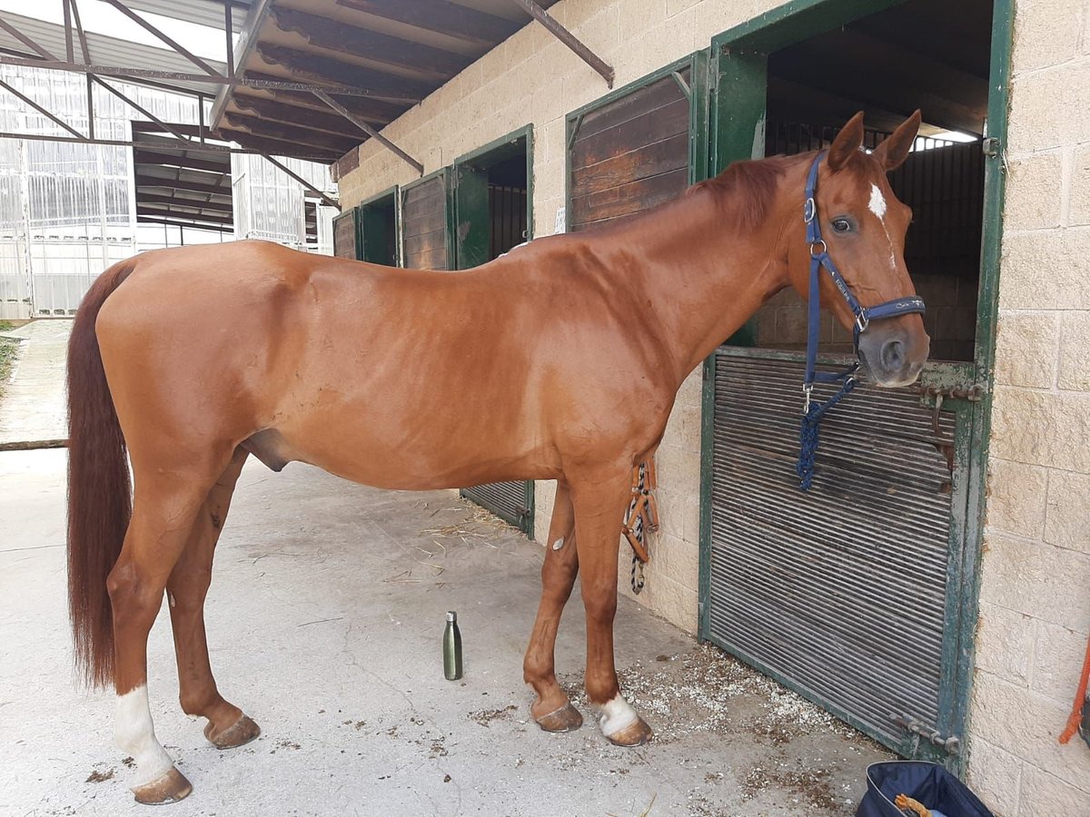 Belgian Sport Horse Mix Gelding 7 years 17 hh Chestnut-Red in Salvatierra