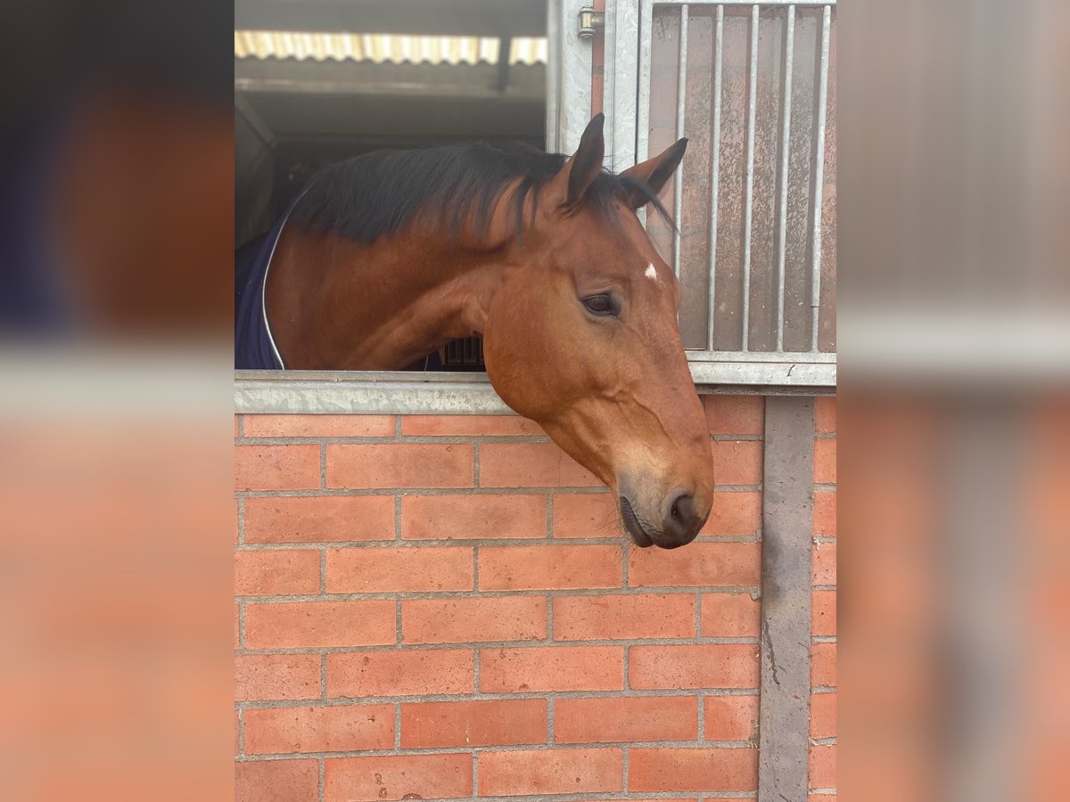 Belgian Sport Horse Gelding 8 years 16,2 hh Brown in Wuustwezel