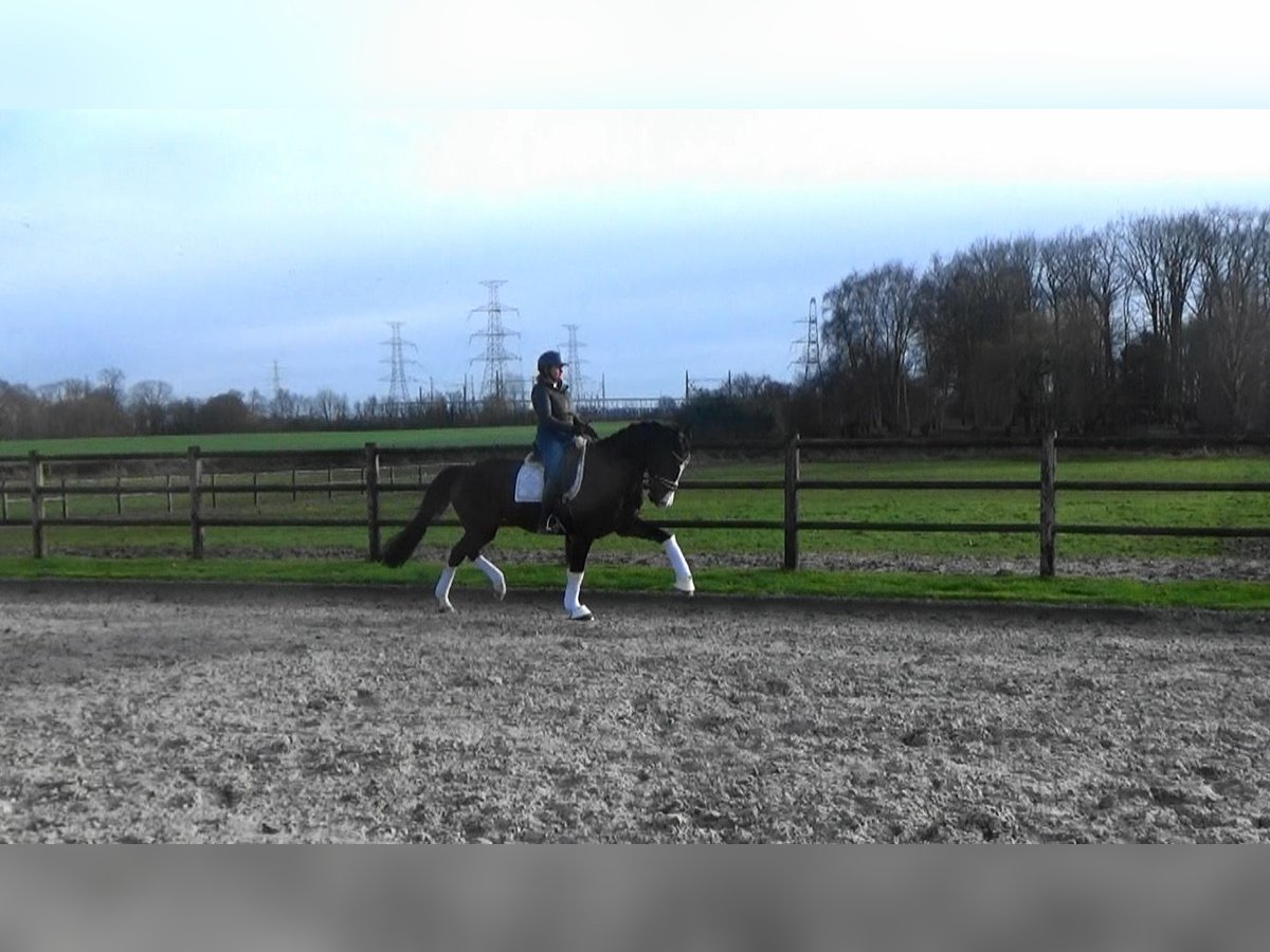 Belgian Sport Horse Mare 10 years 16,1 hh Brown in Mönchengladbach