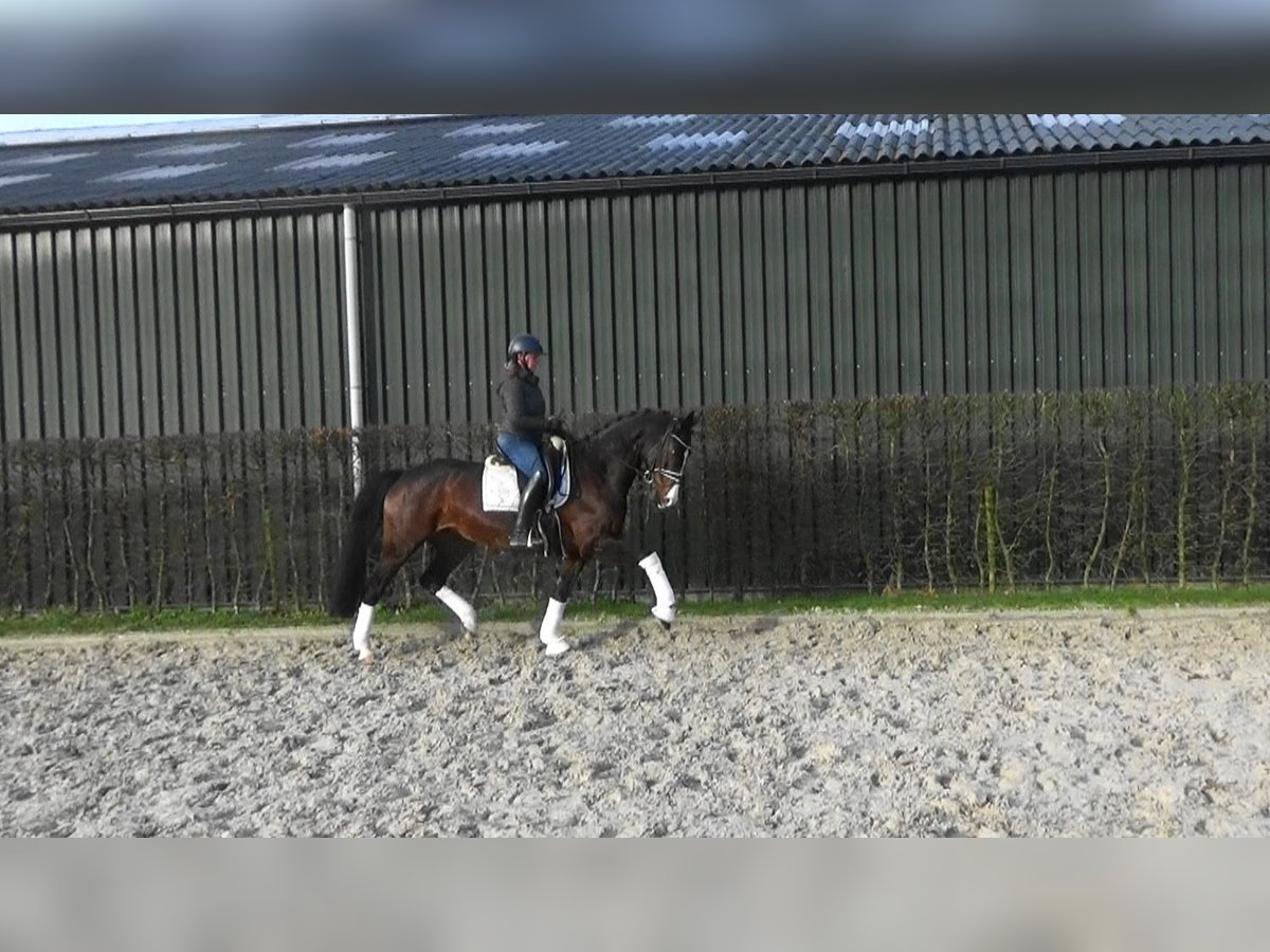 Belgian Sport Horse Mare 10 years 16,1 hh Brown in Mönchengladbach