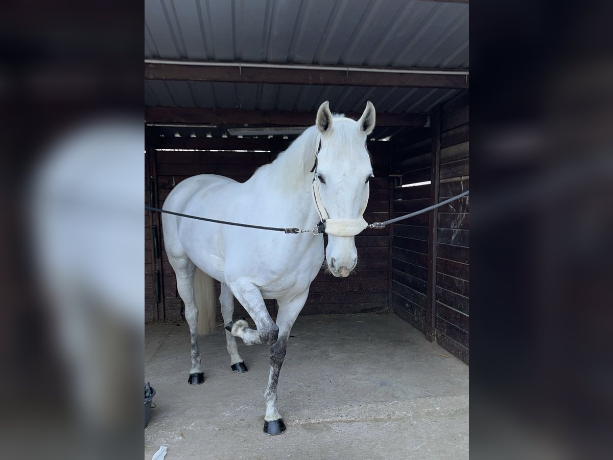 Belgian Sport Horse Mare 11 years 16 hh Gray in Rixheim