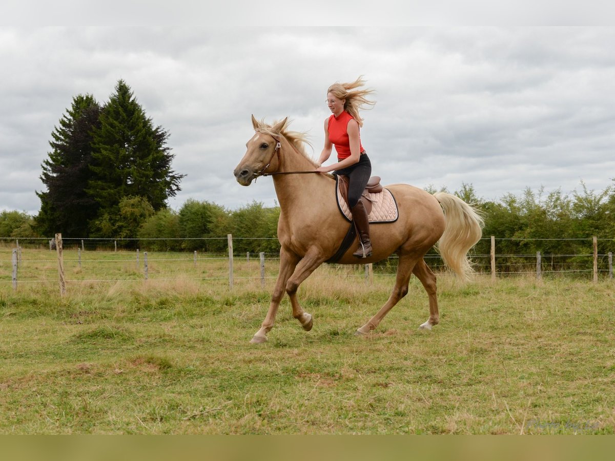 Belgian Sport Horse Mare 12 years 15,2 hh Palomino in Amel