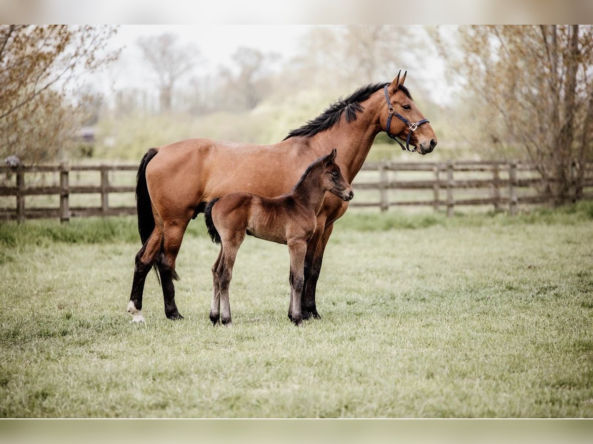 Belgian Sport Horse Mare 13 years 16,2 hh Brown in Oudenaarde