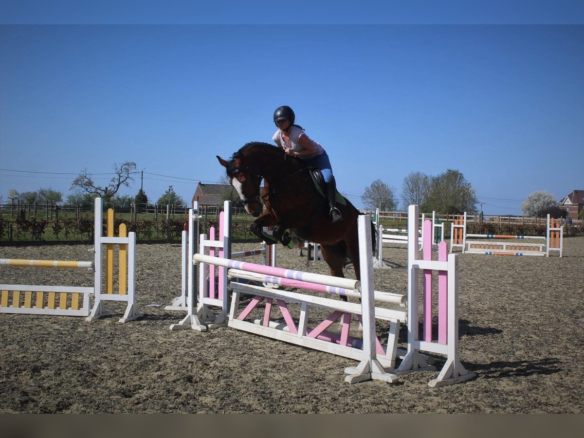 Belgian Sport Horse Mare 14 years Brown in Zolder