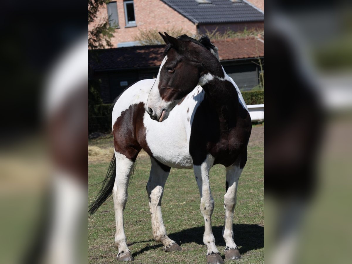 Belgian Sport Horse Mare 16 years 16,2 hh Tobiano-all-colors in Zolder